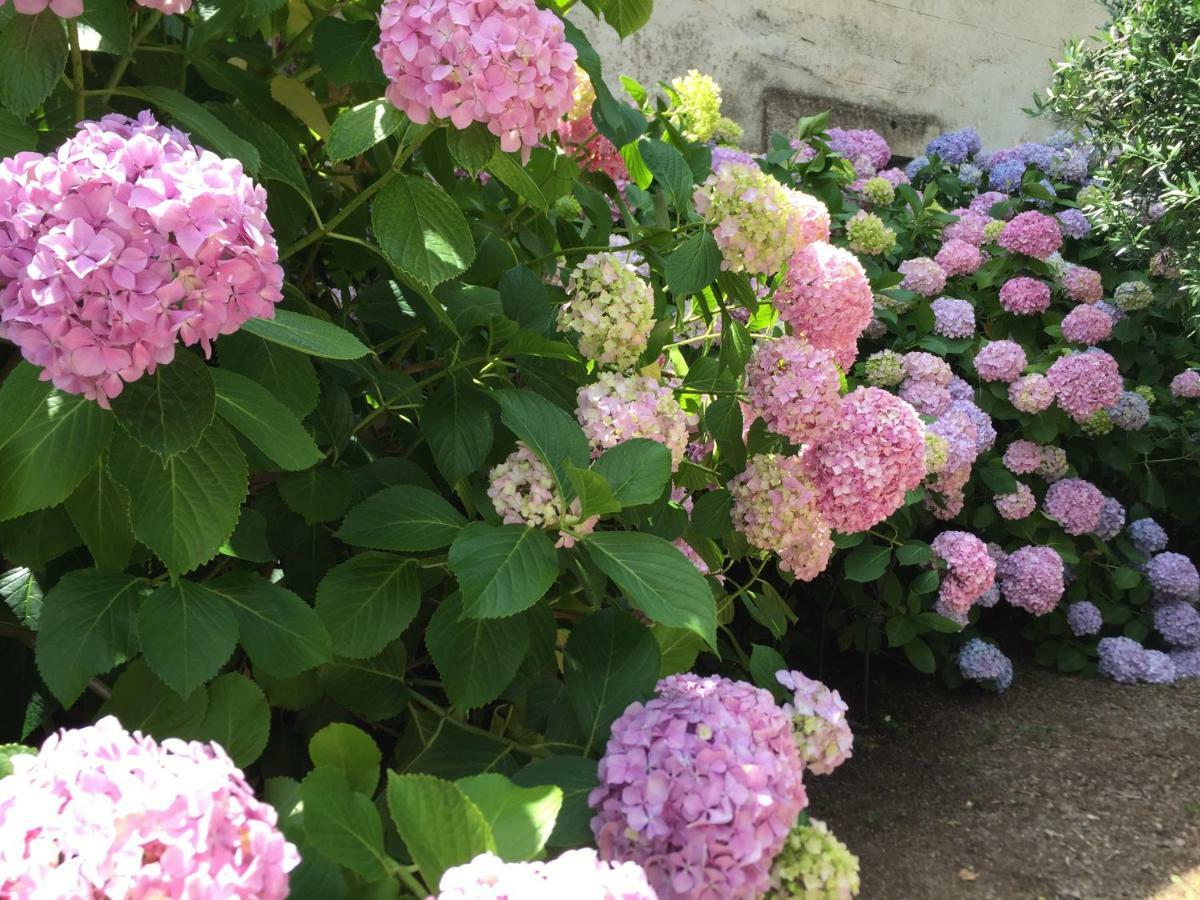 Domaine De Brousson Bed and Breakfast La Tour-sur-Orb Eksteriør billede